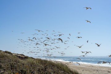 Seagulls flying with the sea in the background