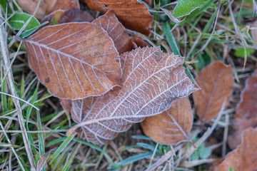 Bodenfrost - Ice auf Blätter