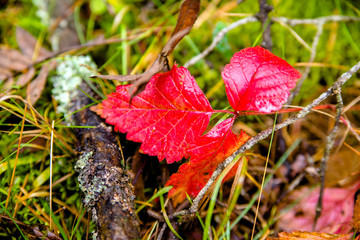 Autumn background-the red leaves lying on the grass