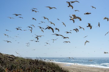 Seagulls flying with the sea in the background