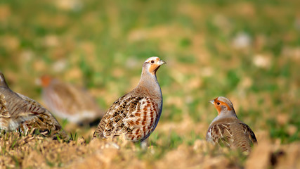 Partridge. Green brown nature background. Bird: Grey Partridge. Perdix perdix.