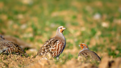 Partridge. Green brown nature background. Bird: Grey Partridge. Perdix perdix.