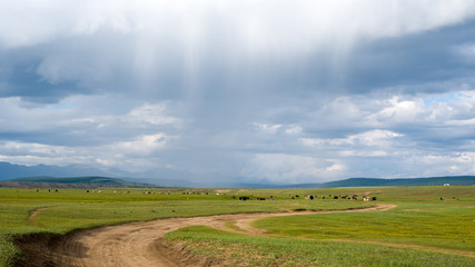 Fototapeta na wymiar Mongolian steppe with grazing livestock in the rain. 