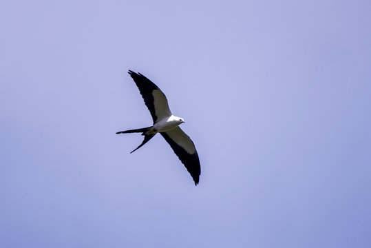 Swallow tailed Kite photographed in Linhares, Espirito Santo. Southeast of Brazil. Atlantic Forest Biome. Picture made in 2013.