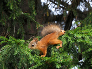 A squirrel cub climbs on spruce branches and searches for food. The child sniffs the needles