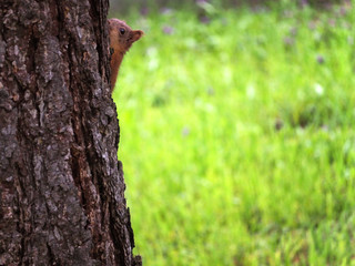 The red-haired squirrel cub hid behind a tree
