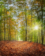 Die starke Herbstsonne scheint durch die bunten Blätter und lässt den Laubwald leuchten	