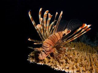 Young scorpion fish above coral