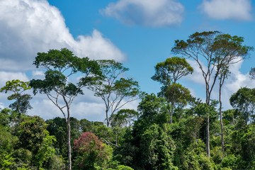 Obraz premium Forest Landscape photographed in Linhares, Espirito Santo. Southeast of Brazil. Atlantic Forest Biome. Picture made in 2013.
