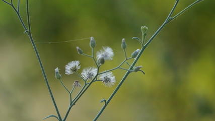 plant with blurred backgroung
