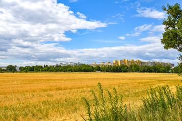 Obraz premium View over golden harvested fields to trees and buildings on the horizon under a blue and cloudy sky in Berlin, Germany.