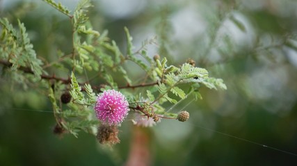 Pink Flower with blurred background
