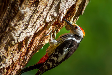Cute Woodpecker and its nest. Green forest background. Bird: Middle Spotted Woodpecker. Dendrocopos medius.