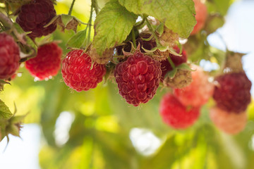 frambuesas en la naturaleza