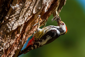 Cute Woodpecker and its nest. Green forest background. Bird: Middle Spotted Woodpecker. Dendrocopos medius.