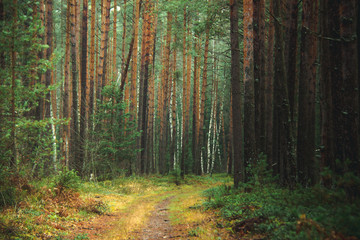 Obraz premium beautiful autumn pine forest, soft focus