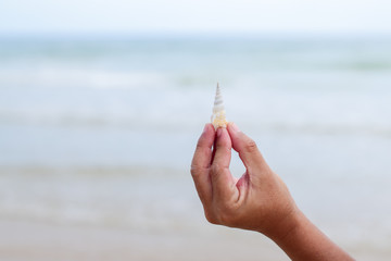 Small shell in hand of people