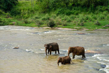 Elephants family crossing river