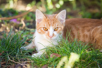 Naklejka na ściany i meble Orange tabby cat playing in the garden