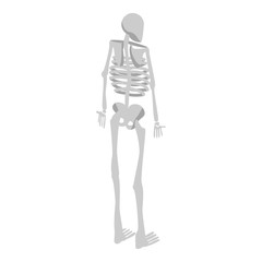 Back of human skeleton icon. Isometric of back of human skeleton vector icon for web design isolated on white background
