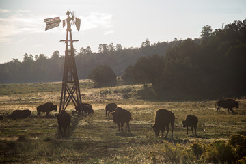 Buffalo Sunset