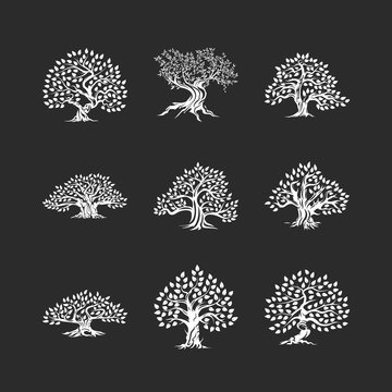 Beautiful magnificent olive tree silhouette icon set isolated on black. Modern virgin natural plant vector sign collection. Premium quality illustration organic ecological logo design emblem bundle.