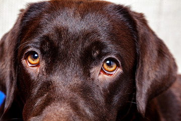 Portrait dog Chocolate Labrador Retriever close up
