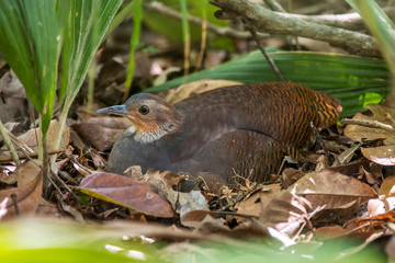 Yellow legged Tinamou photographed in Linhares, Espirito Santo. Southeast of Brazil. Atlantic Forest Biome. Picture made in 2013.
