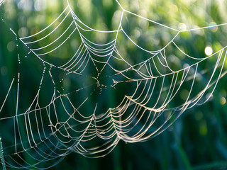 spider web in the morning dew, close-up view - Powered by Adobe