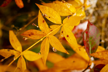 autumn leaves