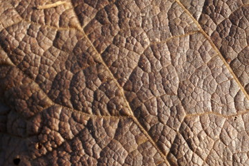 Naklejka premium texture of old leaf of plant
