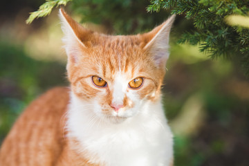 Naklejka na ściany i meble Orange tabby cat playing in the garden