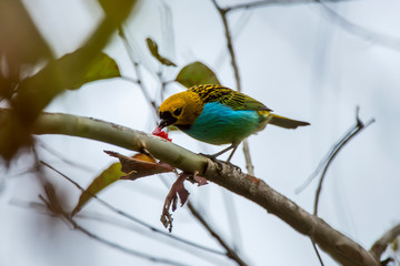 Bird photographed in Espirito Santo. Southeast of Brazil. Atlantic Forest Biome. Picture made in 2013.