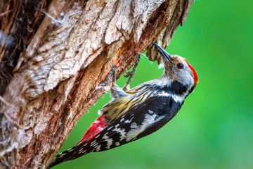 Cute Woodpecker and its nest. Green forest background. Bird: Middle Spotted Woodpecker. Dendrocopos medius.