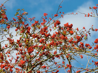 landscape with rowan tree, autumn