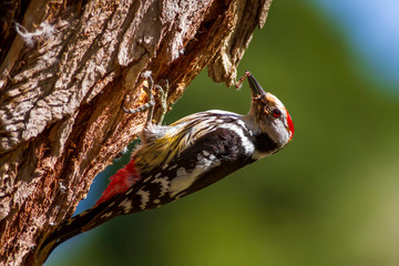 Cute Woodpecker and its nest. Green forest background. Bird: Middle Spotted Woodpecker. Dendrocopos medius.