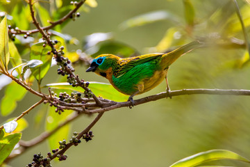 Fototapeta premium Bird photographed in Afonso Claudio, Espirito Santo. Southeast of Brazil. Atlantic Forest Biome. Picture made in 2013.