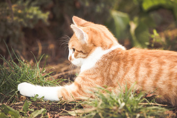 Orange tabby cat playing in the garden