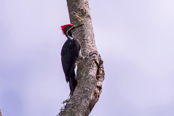 Bird photographed in Afonso Claudio, Espirito Santo. Southeast of Brazil. Atlantic Forest Biome. Picture made in 2013.