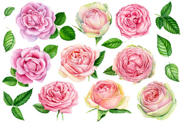vintage watercolor roses  isolated on white background. Set of elements, greeting card. 