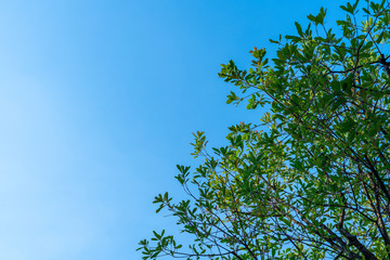 the Tree tops with beautiful branches on blue sky background
