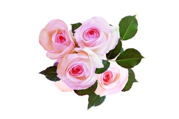 Flowers Roses are pink. Green leaves. Isolated over white background. Top view.
