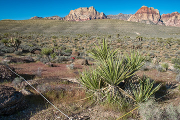 USA, Nevada, Clark County, Red Rock Conservation Area. A square quadrat vegetation monitoring plot for a restoration ecology scientific field study in the Mojave Desert.