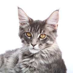 Chaton Maine Coon	