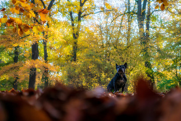 French bulldog sitting under colorful autumn trees in the Clara Zetkin Parkin in Leipzig 
