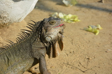 green iguana
