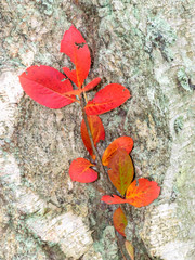 in the foreground spruce trunk with a bright red leaf, blurred background