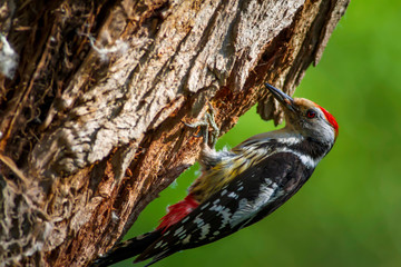 Cute Woodpecker and its nest. Green forest background. Bird: Middle Spotted Woodpecker. Dendrocopos medius.