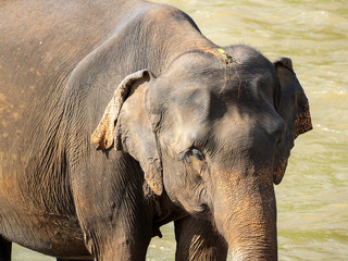 Fototapeta na wymiar Big elephant close-up