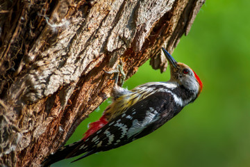 Cute Woodpecker and its nest. Green forest background. Bird: Middle Spotted Woodpecker. Dendrocopos medius.